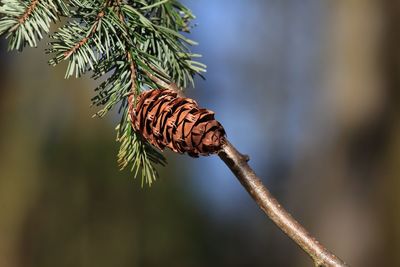 Close-up of pine cone on branch