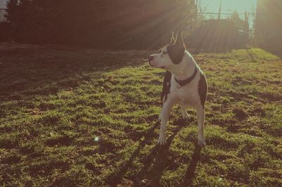 Dog standing on field