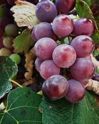 Close-up of berries growing on plant