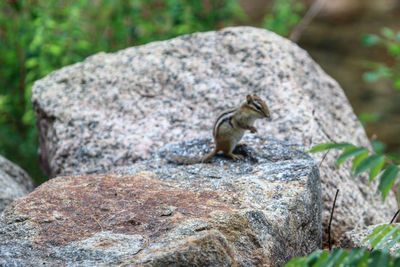 Close-up of squirrel on rock