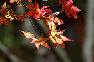 Close-up of maple leaves