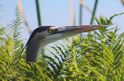 Close-up of a bird