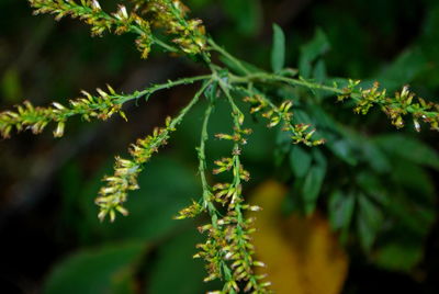 Close-up of lichen on branch