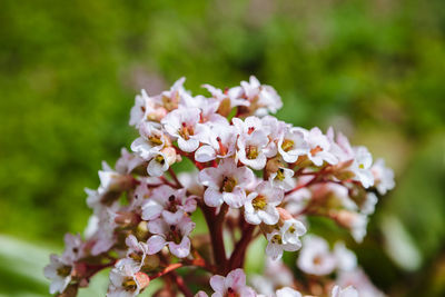 Close-up of fresh white flowers blooming on tree