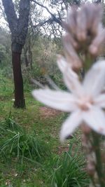 Close-up of plants in forest