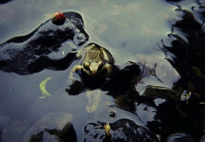 Close-up of water