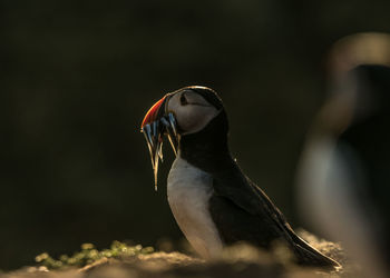 Close-up of bird perching