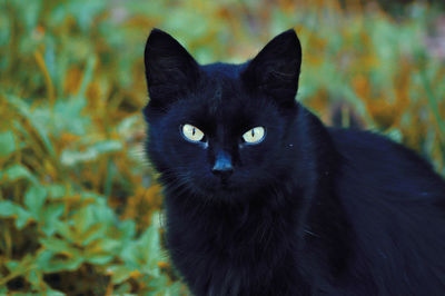 Close-up portrait of black cat