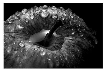 Close-up of water drops on white rose