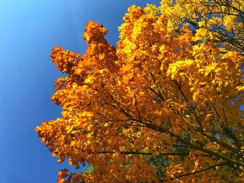 Low angle view of tree against sky during autumn