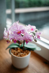 Close-up of pink flower pot on table