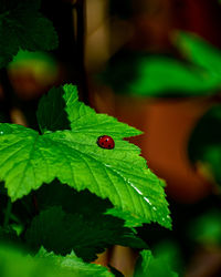 Close-up of ladybug on leaf