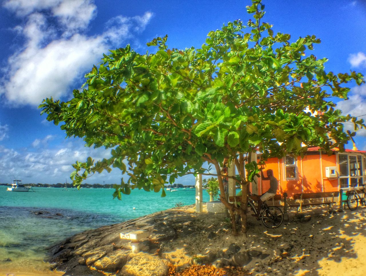 tree, water, sky, sea, blue, tranquility, beach, tranquil scene, nature, growth, cloud - sky, scenics, beauty in nature, cloud, sunlight, shore, day, outdoors, idyllic, no people