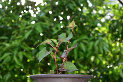 Close-up of small plant in park