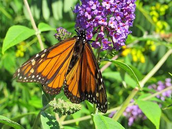 Close-up of monarch butterfly pollinating on flower