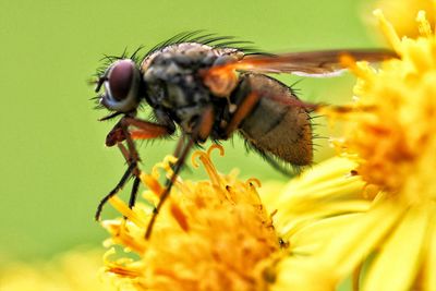 Close-up of bee on yellow flower