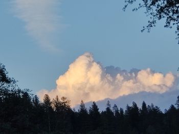 Low angle view of silhouette trees against sky