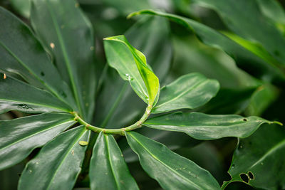 Close-up of wet plant leaves