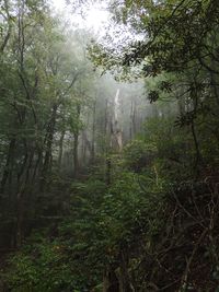 Trees in forest