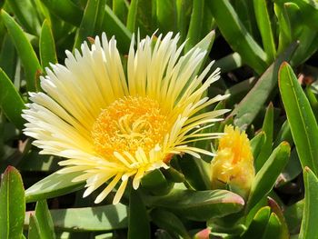 Close-up of yellow flowering plant