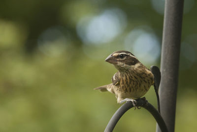 Close-up of bird perching outdoors