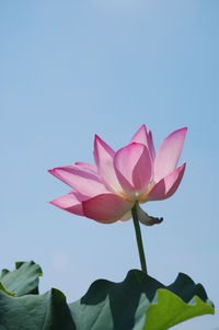 Close-up of pink water lily against clear sky