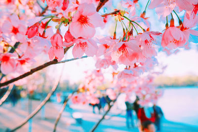 Close-up of pink cherry blossoms in spring