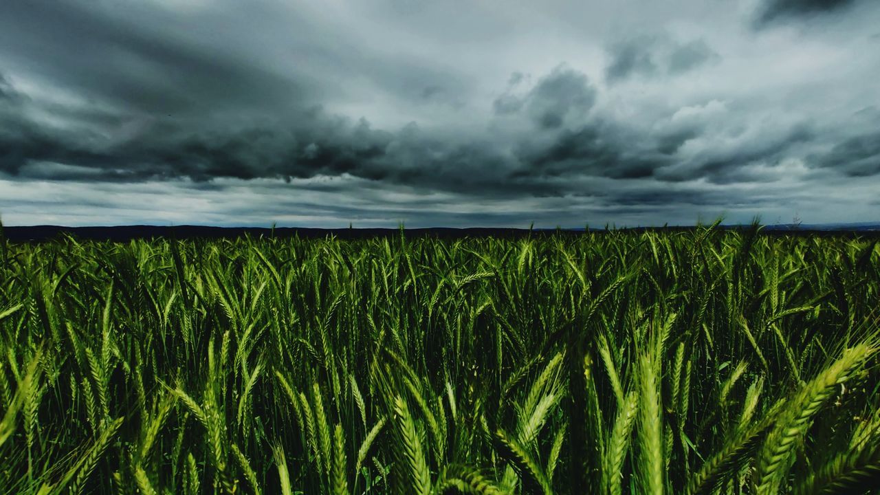 cloud, sky, landscape, environment, plant, grass, land, field, crop, agriculture, cereal plant, nature, green, rural scene, storm, growth, thunderstorm, beauty in nature, storm cloud, dramatic sky, sunlight, overcast, cloudscape, scenics - nature, no people, grassland, horizon, rain, outdoors, corn, prairie, farm, meadow, food, paddy field, wet, horizon over land, barley, rural area, plain, dusk, wind, food and drink, day