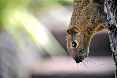 Close-up of a lizard