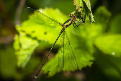 Close-up of dragonfly on plant