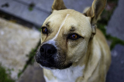 Close-up portrait of dog