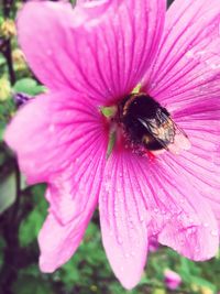 Close-up of honey bee on pink flower
