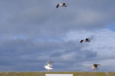 Low angle view of seagulls flying in sky at harbour.
