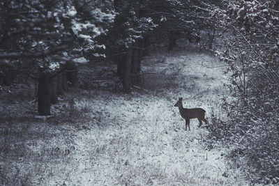 Dog standing on field