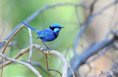 Close-up of bird perching on branch