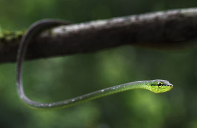 Close-up of a snake on leaf