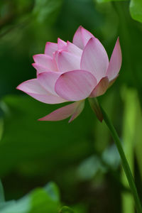 Close-up of pink flower