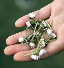 Close-up of hand holding flower