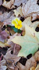 High angle view of yellow flowers