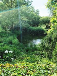 Scenic view of waterfall in forest