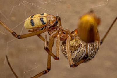 Close-up of spider