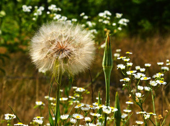 Close-up of dandelion flowers