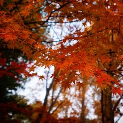 Low angle view of maple leaves on tree during autumn