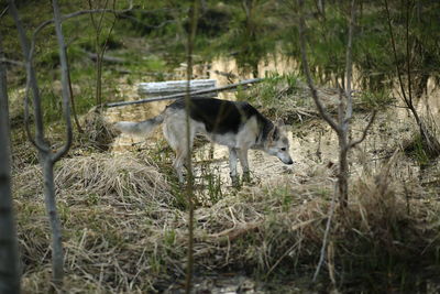 View of a horse in the forest