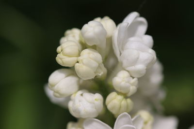 Close-up of white flowering plant