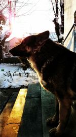 Dog looking up at sunset