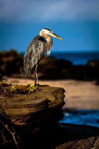 Close-up of blue heron perching on rock by sea against sky