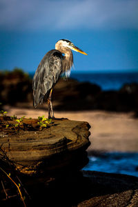 Close-up of gray heron perching on rock by sea against sky