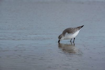 Bird in water