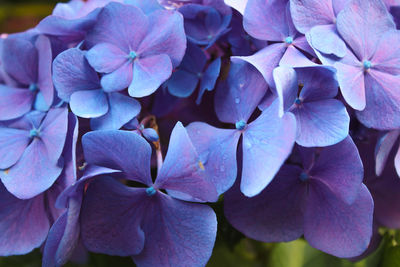 Close-up of purple hydrangea flowers